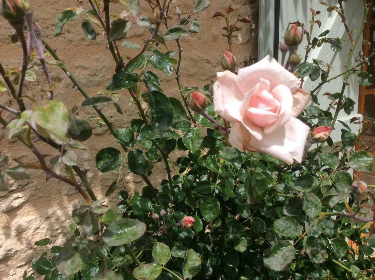 Les Jonquilles Bed & Breakfast Domme Bagian luar foto